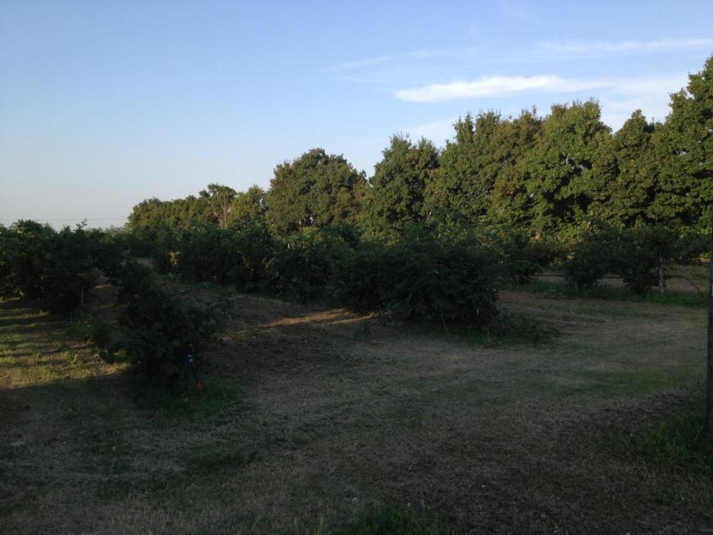 Societa Agricola Le More Agriturismo La Dondina Budrio  Kültér fotó
