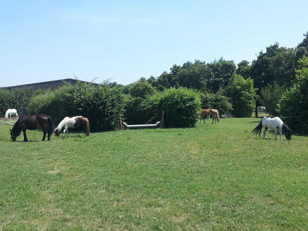 Societa Agricola Le More Agriturismo La Dondina Budrio  Kültér fotó